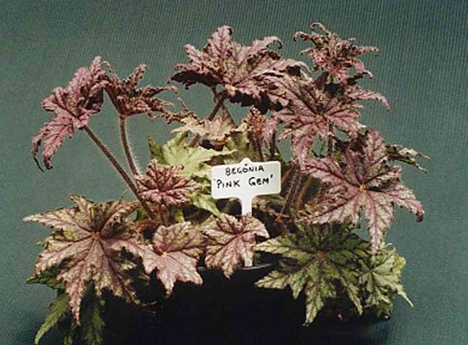 B. ‘Pink Gem’